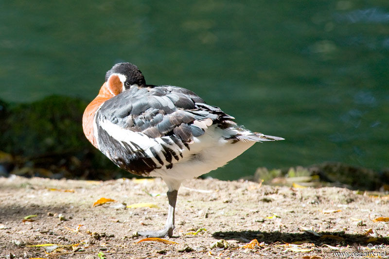 Bernache à cou roux, identification