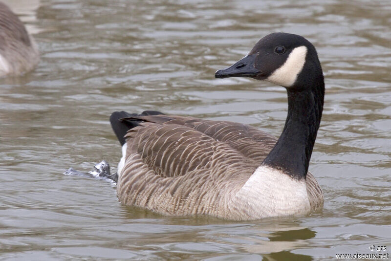 Canada Goose, identification