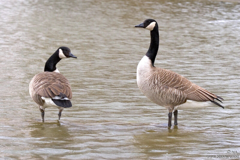 Canada Goose, identification