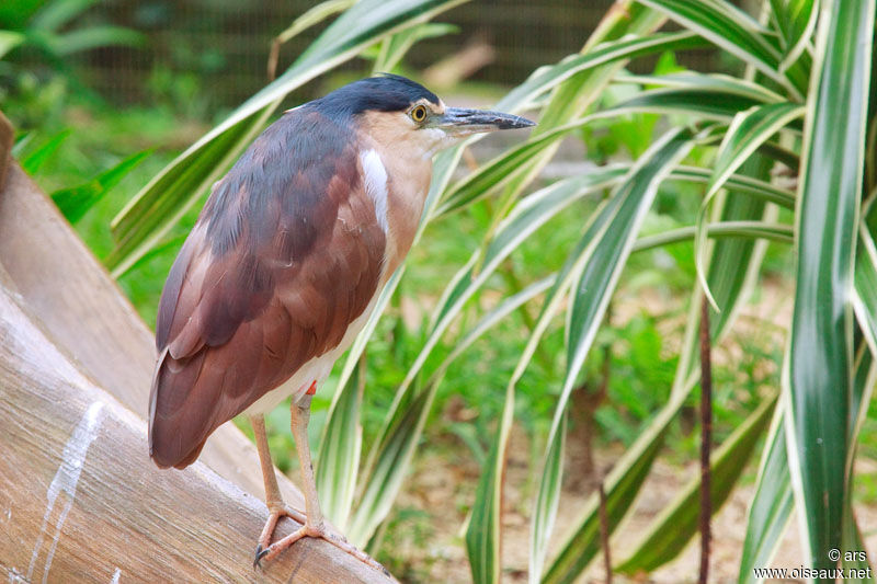 Nankeen Night Heron, identification