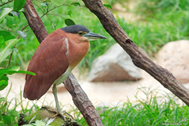 Nankeen Night Heron, identification