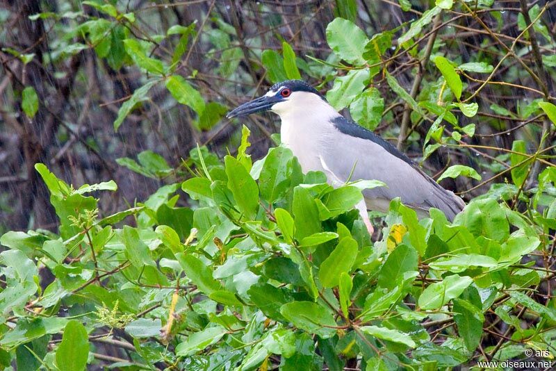 Black-crowned Night Heronadult, identification