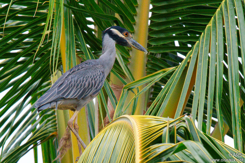 Yellow-crowned Night Heron, identification