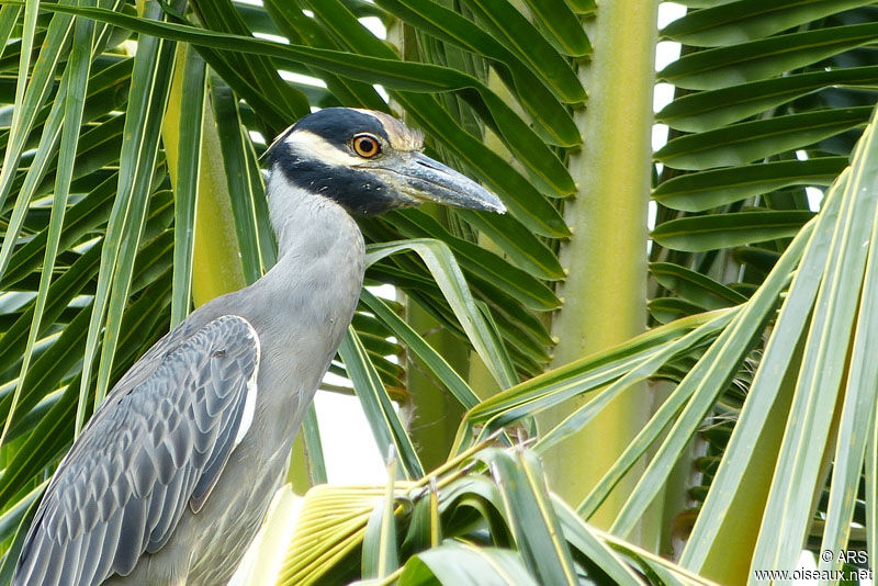 Yellow-crowned Night Heron, identification