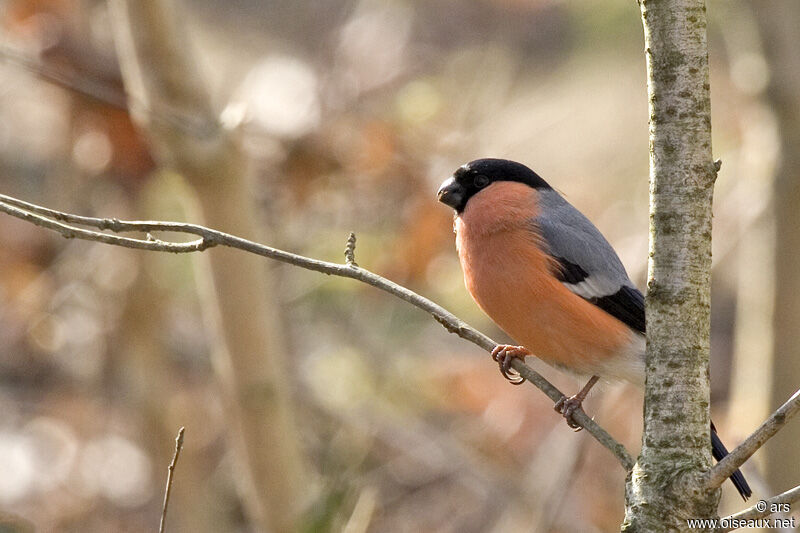 Eurasian Bullfinch male, identification