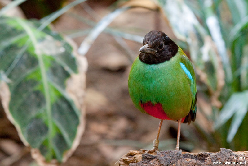 Western Hooded Pitta, identification