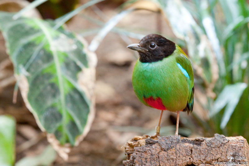 Western Hooded Pitta, identification