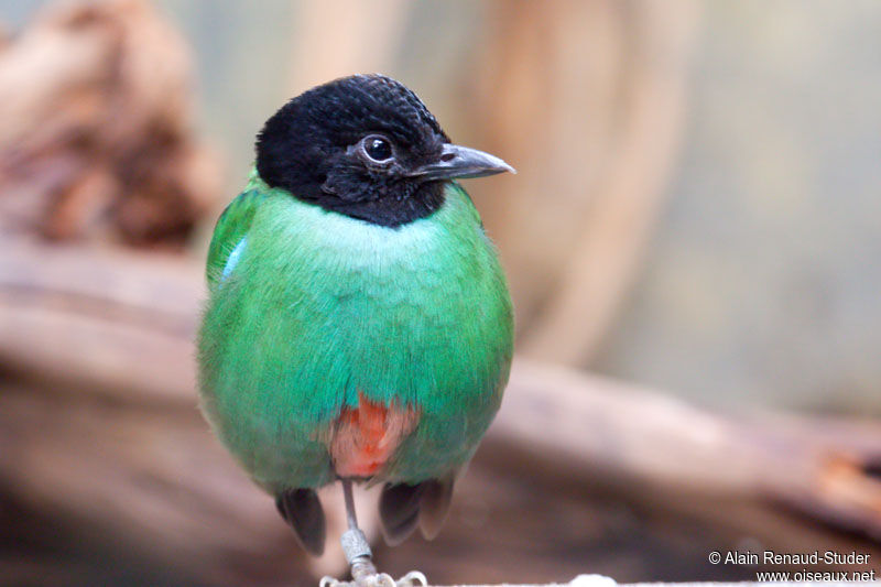 Western Hooded Pitta male, identification