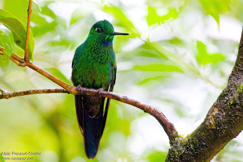 Green-crowned Brilliant male adult, habitat, pigmentation