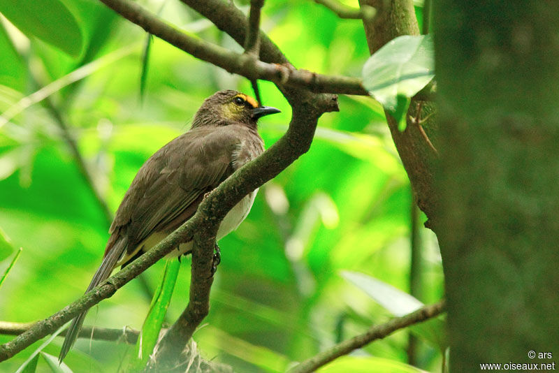 Bulbul bimaculé, identification