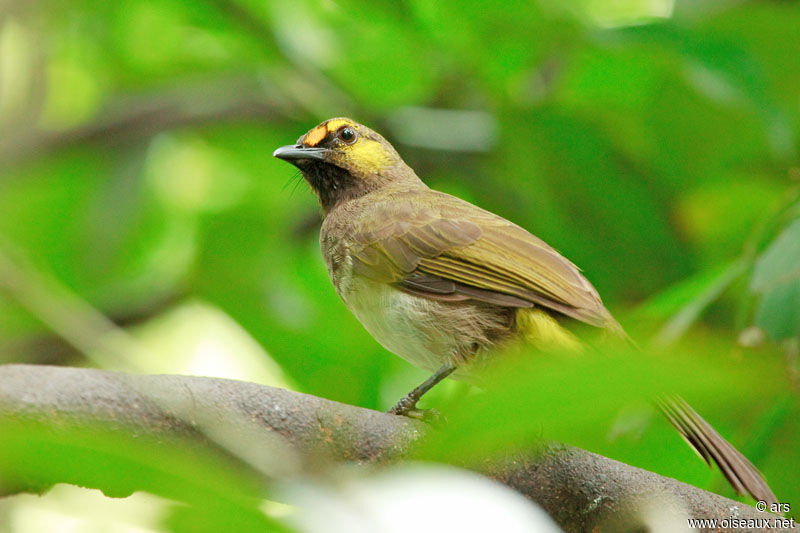 Bulbul bimaculé, identification