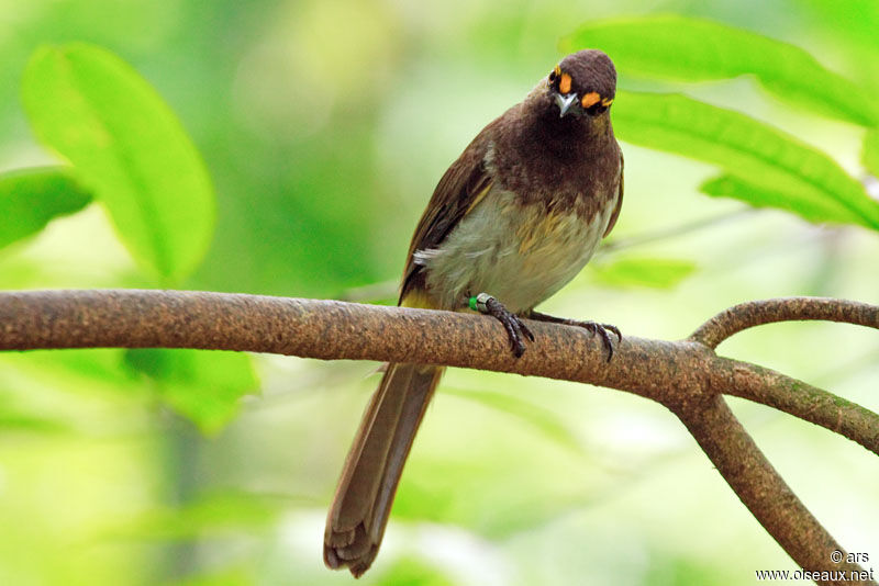 Bulbul bimaculé, identification