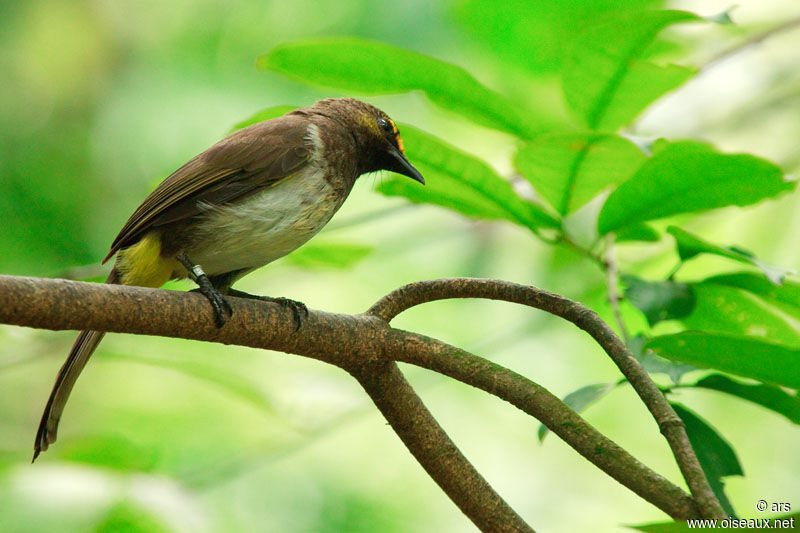 Bulbul bimaculé, identification