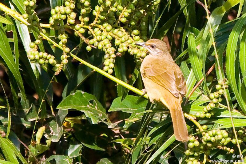 Bulbul de Conrad, identification