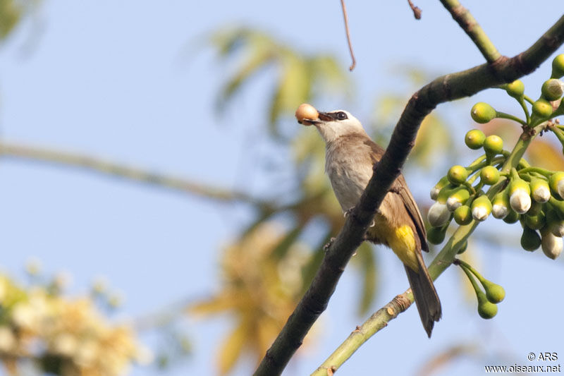 Bulbul goiavieradulte, identification