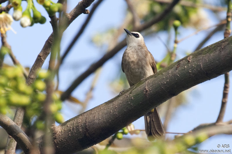 Yellow-vented Bulbuladult, identification