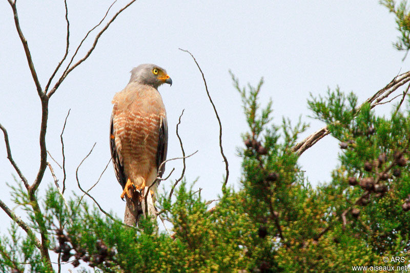 Roadside Hawkadult, identification