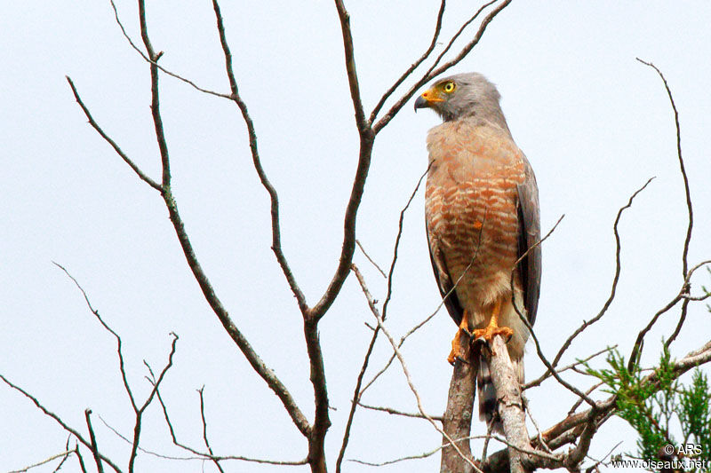 Roadside Hawk, identification