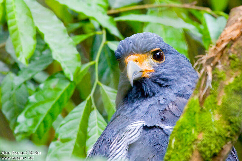 Barred Hawk, close-up portrait