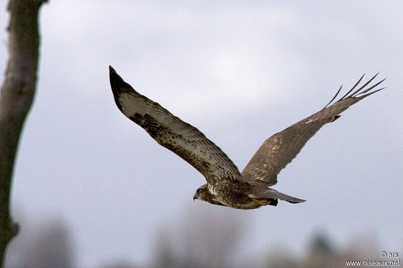 Common Buzzard, identification