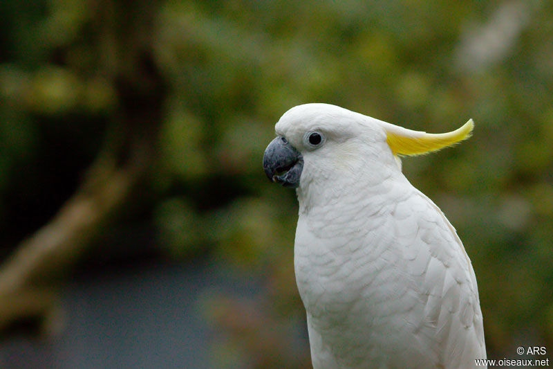 Sulphur-crested Cockatoo