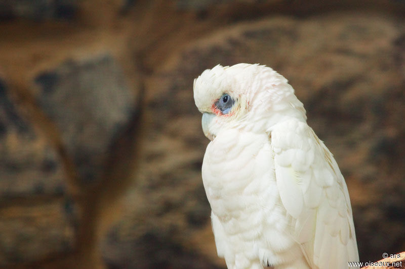 Little Corella, identification