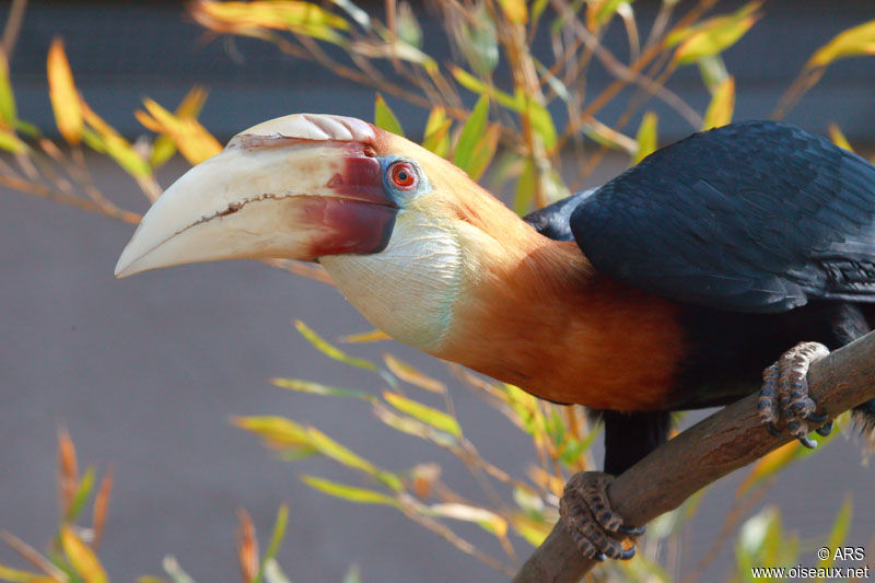 Blyth's Hornbill, identification