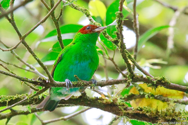 Calliste rouverdin, identification