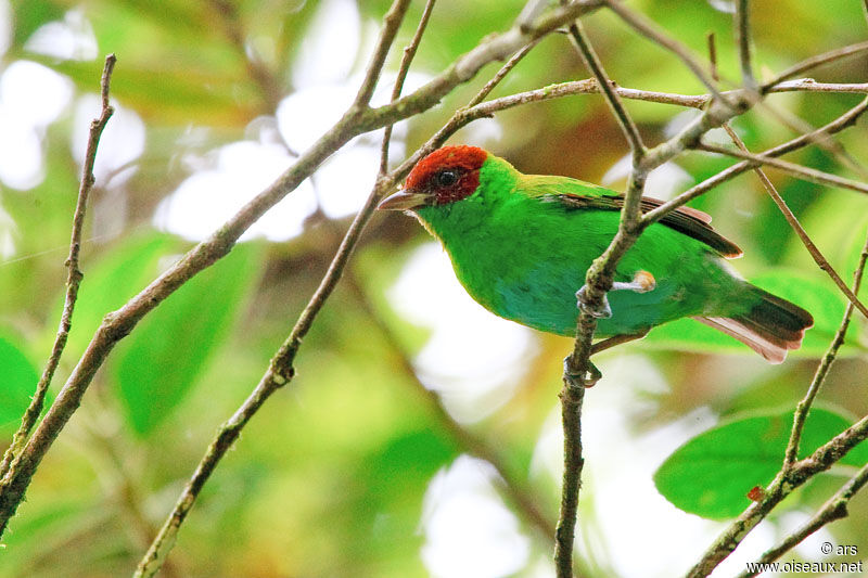 Calliste rouverdin, identification