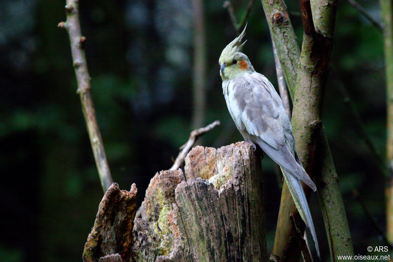 Cockatiel, identification