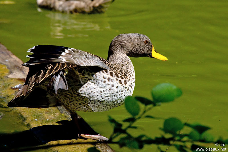 Canard à bec jaune, Comportement