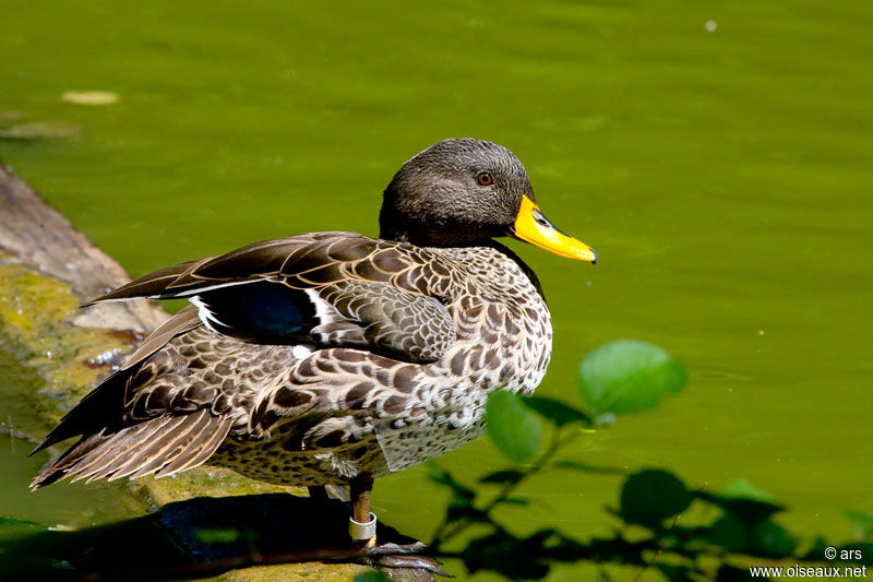 Canard à bec jaune, identification