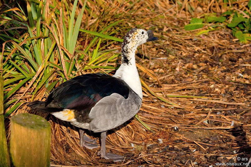 Canard à bosse mâle, identification