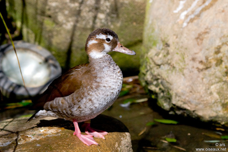 Ringed Teal female, identification