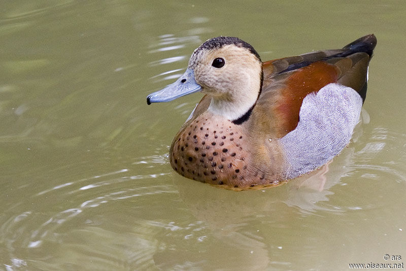 Ringed Teal male, identification