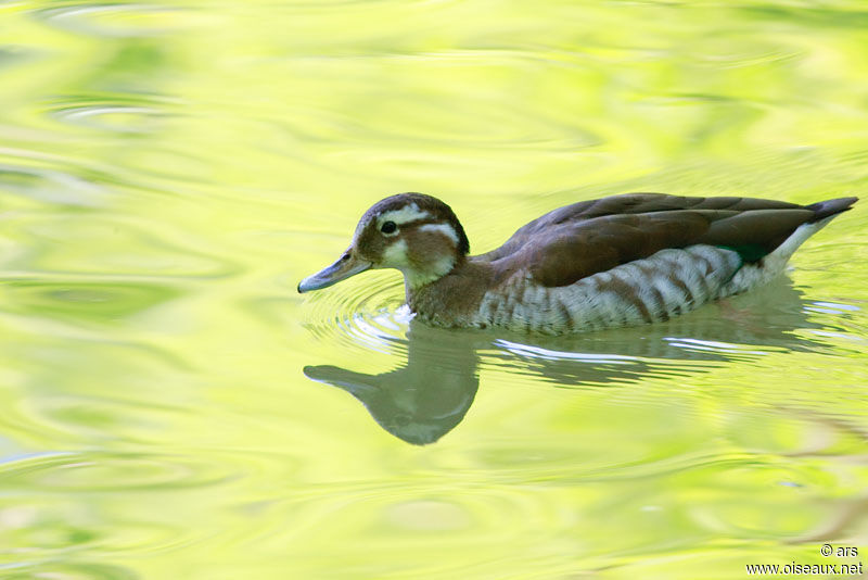 Ringed Teal female, identification