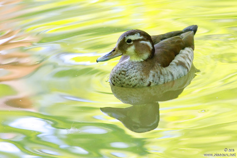 Ringed Teal female, identification