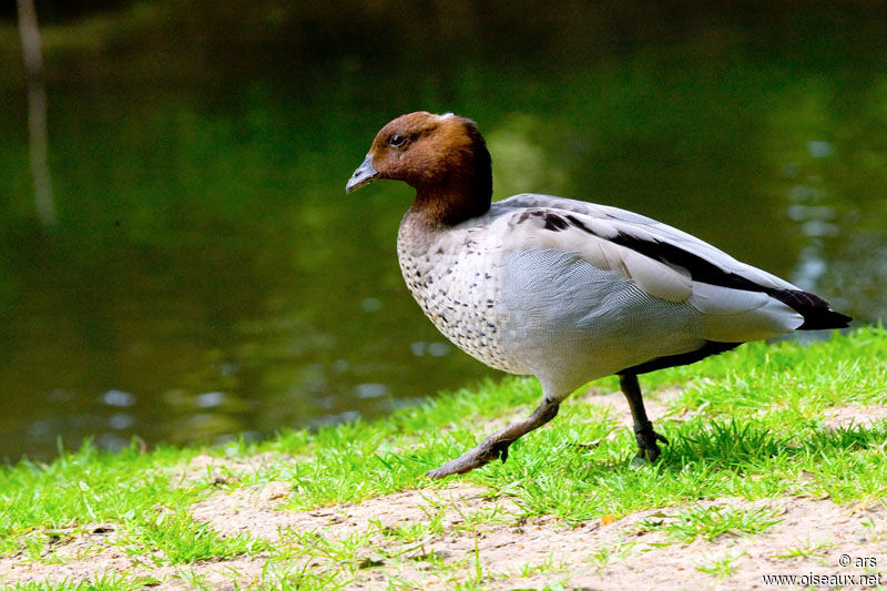 Canard à crinière, identification