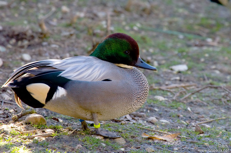 Falcated Duck male, identification