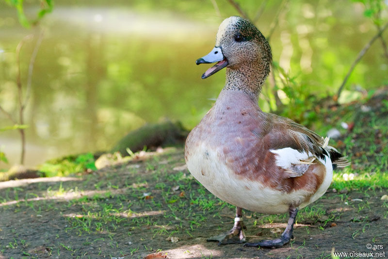 Canard à front blanc, identification