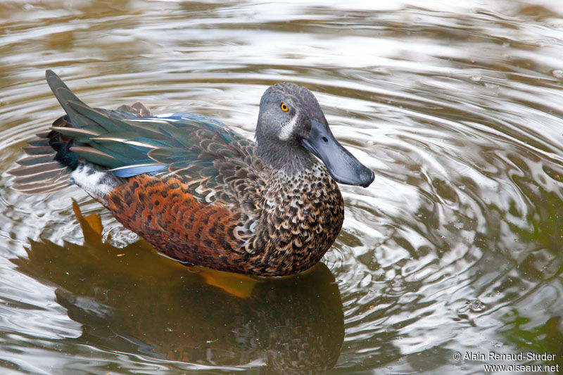 Australasian Shoveler male adult, identification