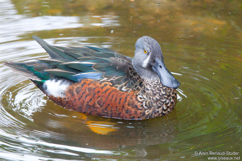 Australasian Shoveler male adult, identification