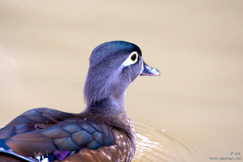 Canard carolin femelle, identification