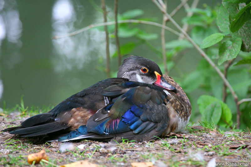 Canard carolin mâle, identification