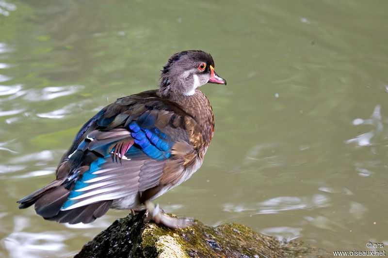 Wood Duck male, identification