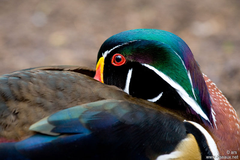 Wood Duck male, identification