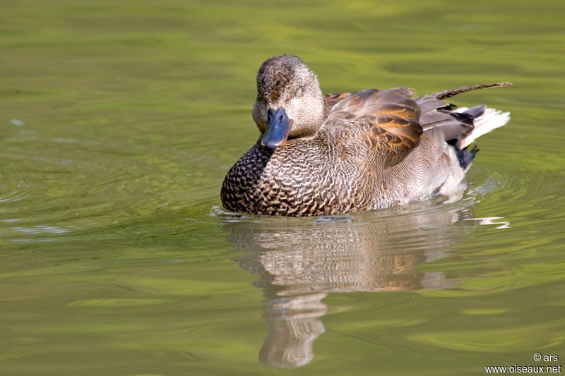 Canard chipeau, identification