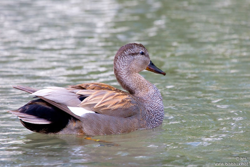 Canard chipeau mâle adulte nuptial, identification