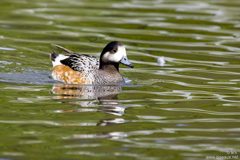 Canard de Chiloé, identification