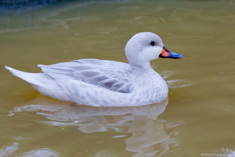 Canard des Bahamas, identification